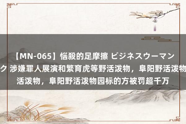 【MN-065】悩殺的足摩擦 ビジネスウーマンの淫らなフットワーク 涉嫌罪人展演和繁育虎等野活泼物，阜阳野活泼物园标的方被罚超千万